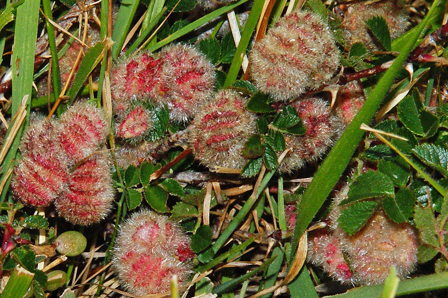 Galle su Rosa seraphinii